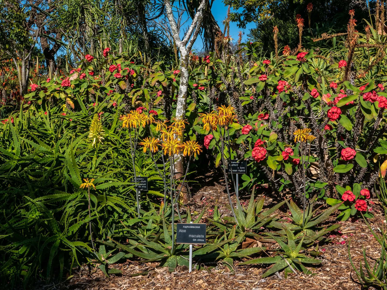 Soap Aloe, African Aloe (Aloe 'Grassy Lassie') — widely prized in landscape designs for its low maintenance needs and striking aesthetic; making it an