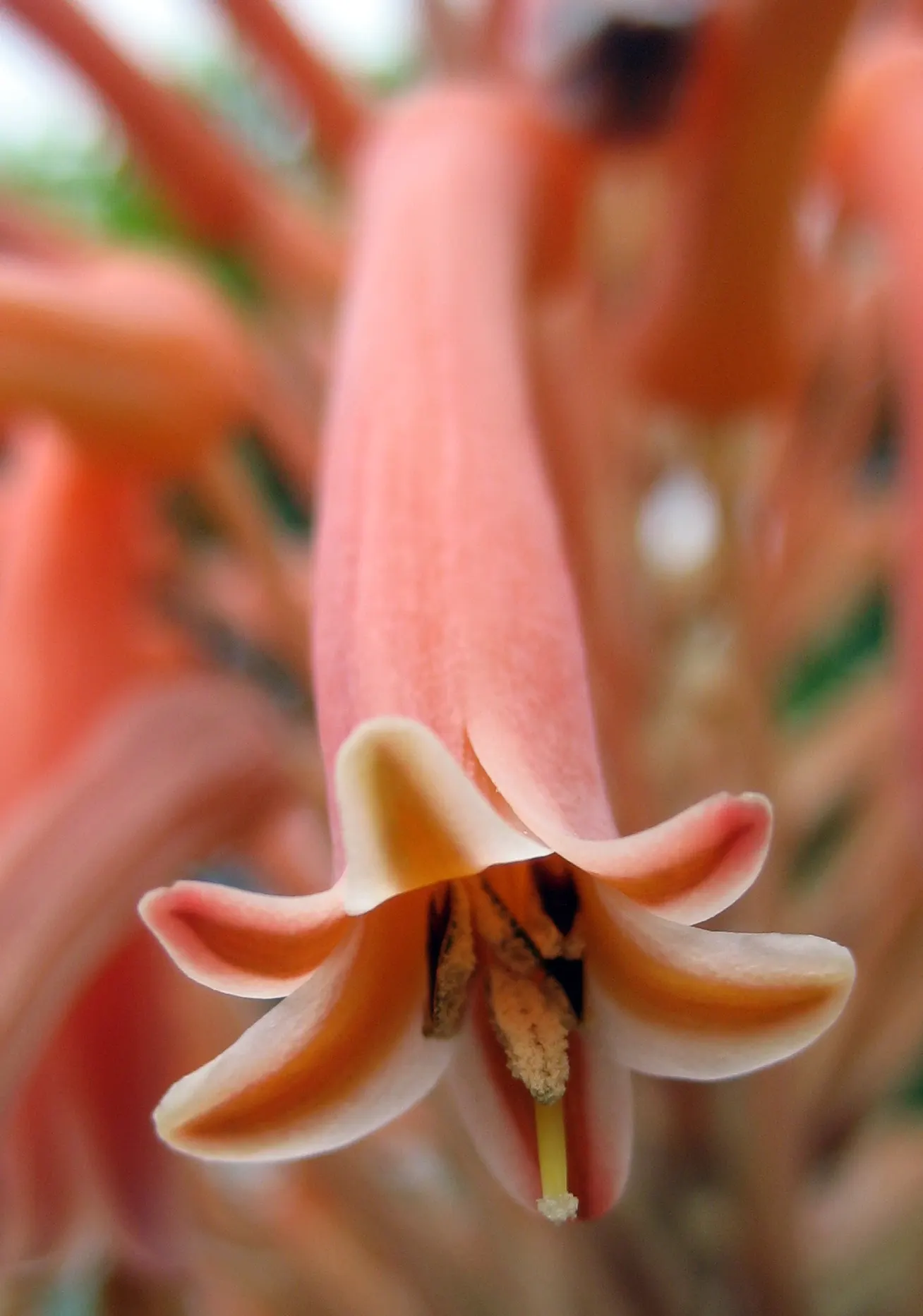 Soap Aloe, African Aloe (Aloe 'Grassy Lassie') — hailing from the diverse genus Aloe; this drought-tolerant succulent showcases tubular, image 65
