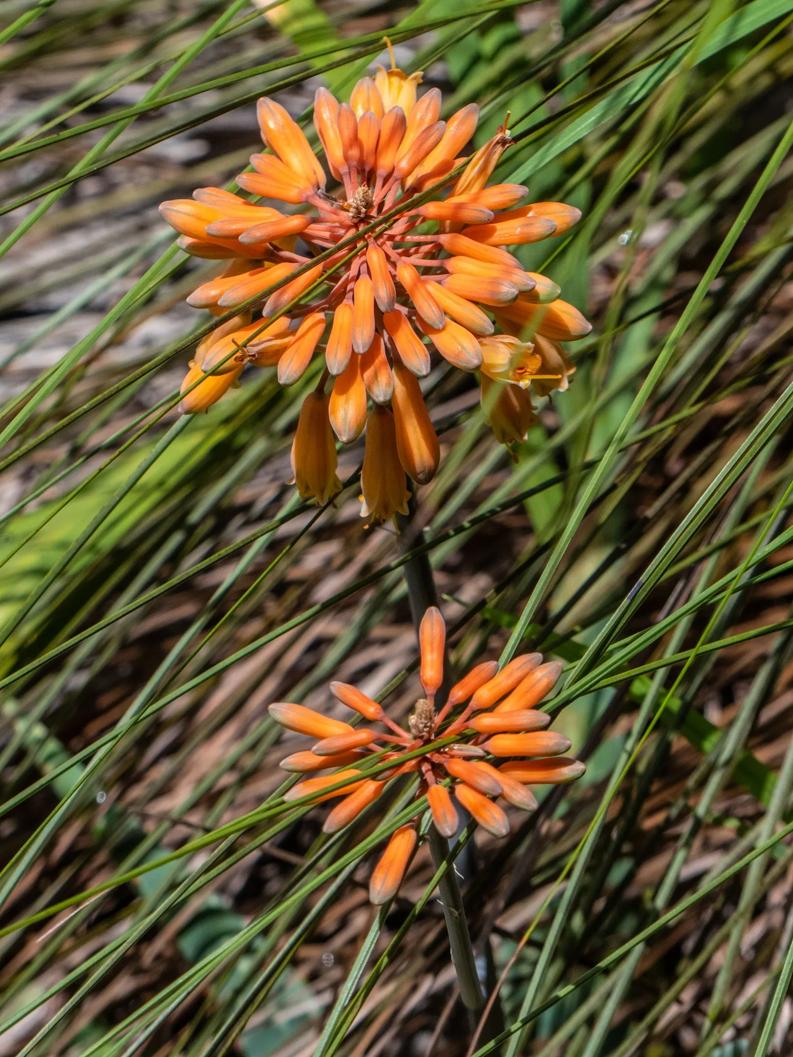 Soap Aloe, African Aloe (Aloe 'Grassy Lassie') — the 'Grassy Lassie' reaches a modest height and spread of approximately 18 to 24 inches; this drought-tolerant