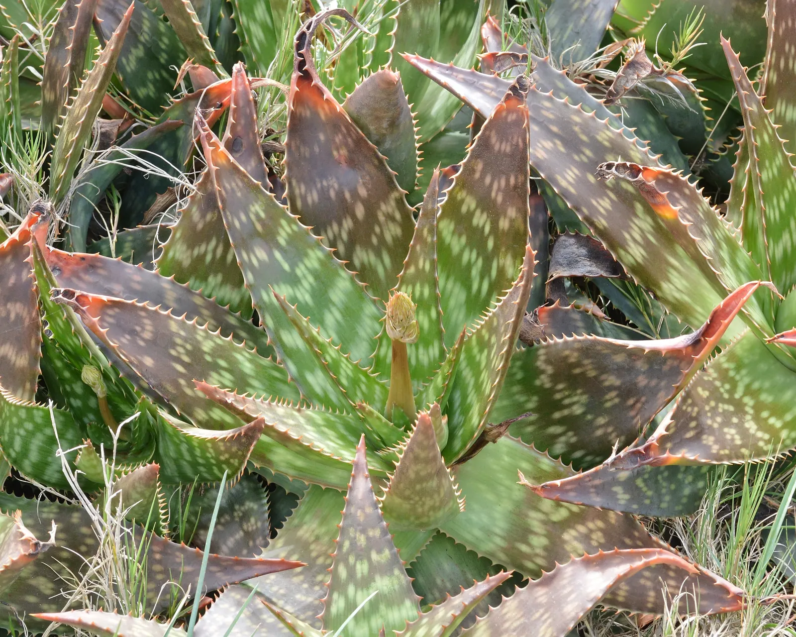 Soap Aloe, African Aloe (Aloe 'Grassy Lassie') — This drought-tolerant succulent showcases tubular, yellow-orange flowers in summer, attracting, image 60