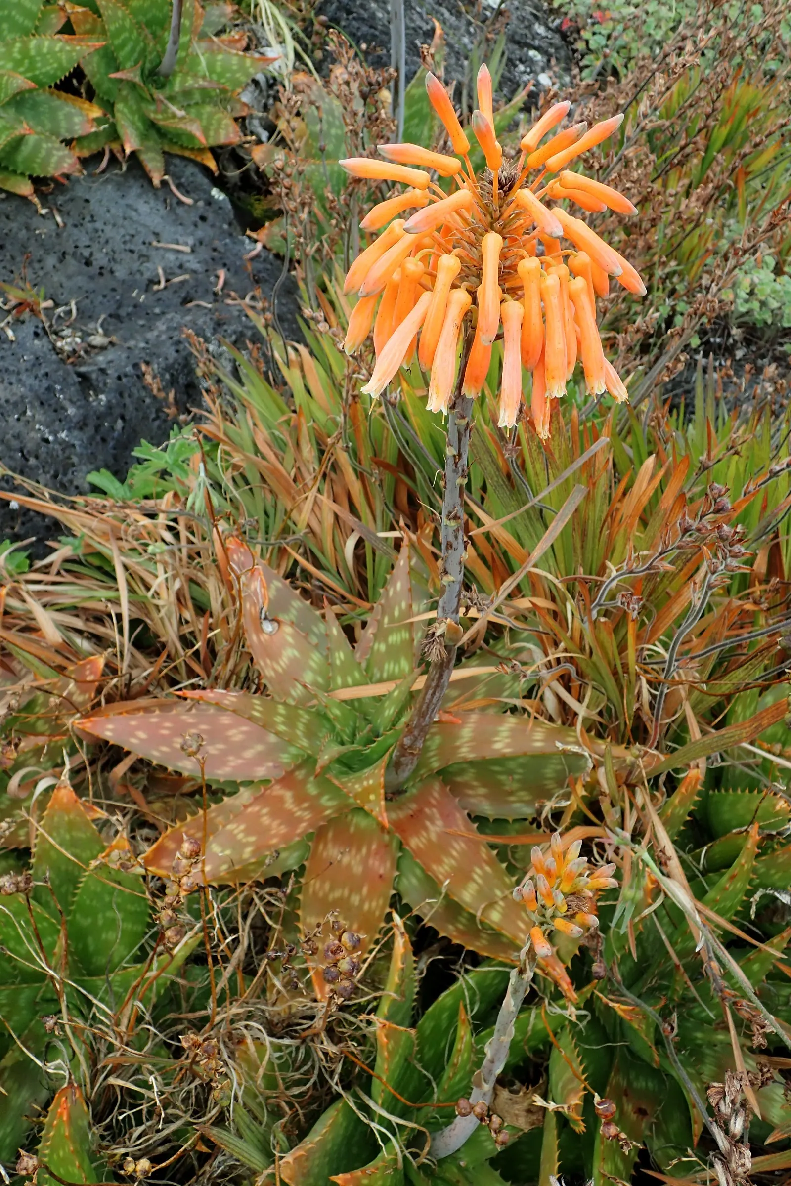 Soap Aloe, African Aloe (Aloe 'Grassy Lassie') — orange-red flowers on tall; making it an essential element of any sustainable and visually, image 72