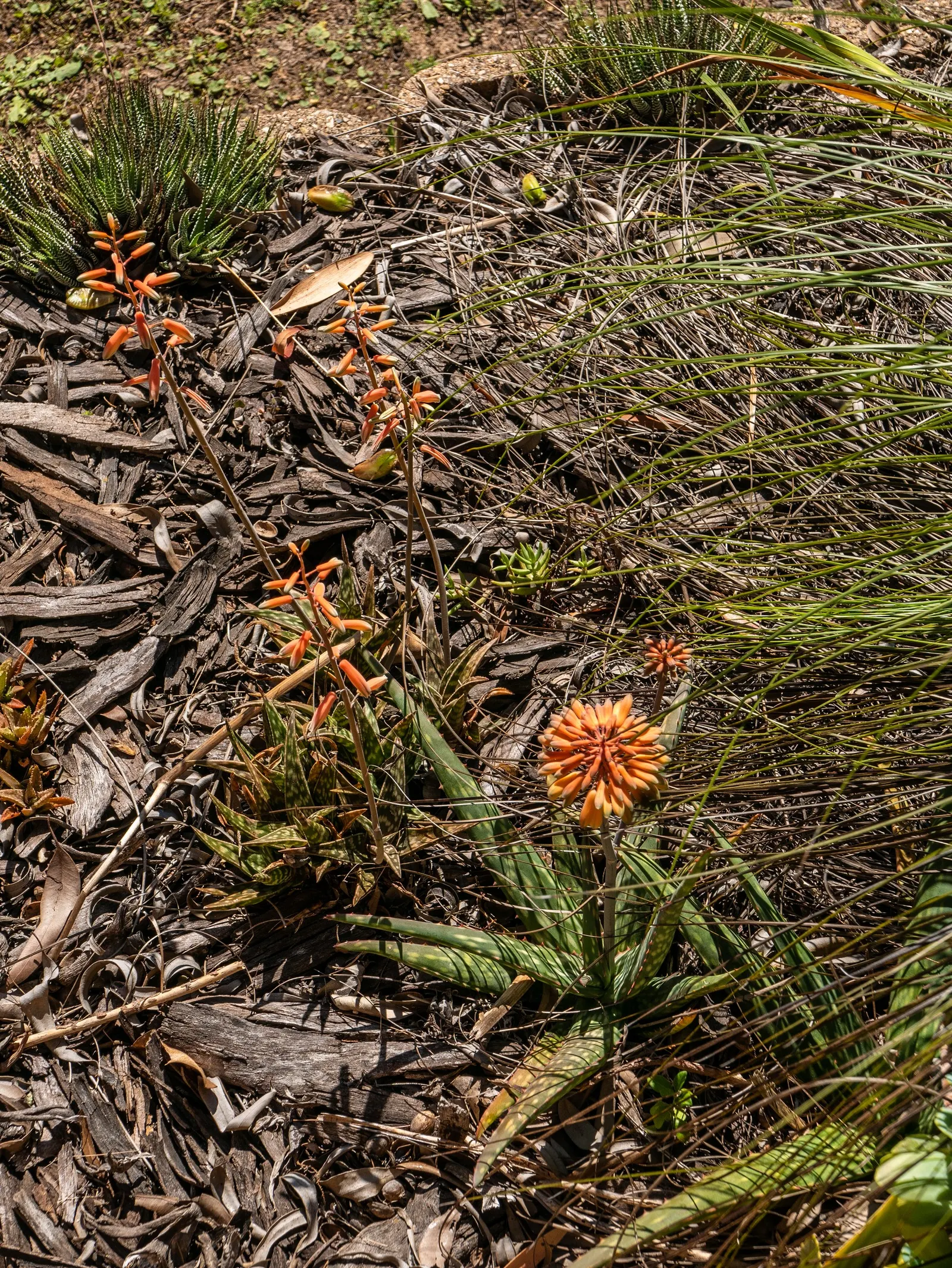 Soap Aloe, African Aloe (Aloe 'Grassy Lassie') — originates from the arid regions of southern Africa