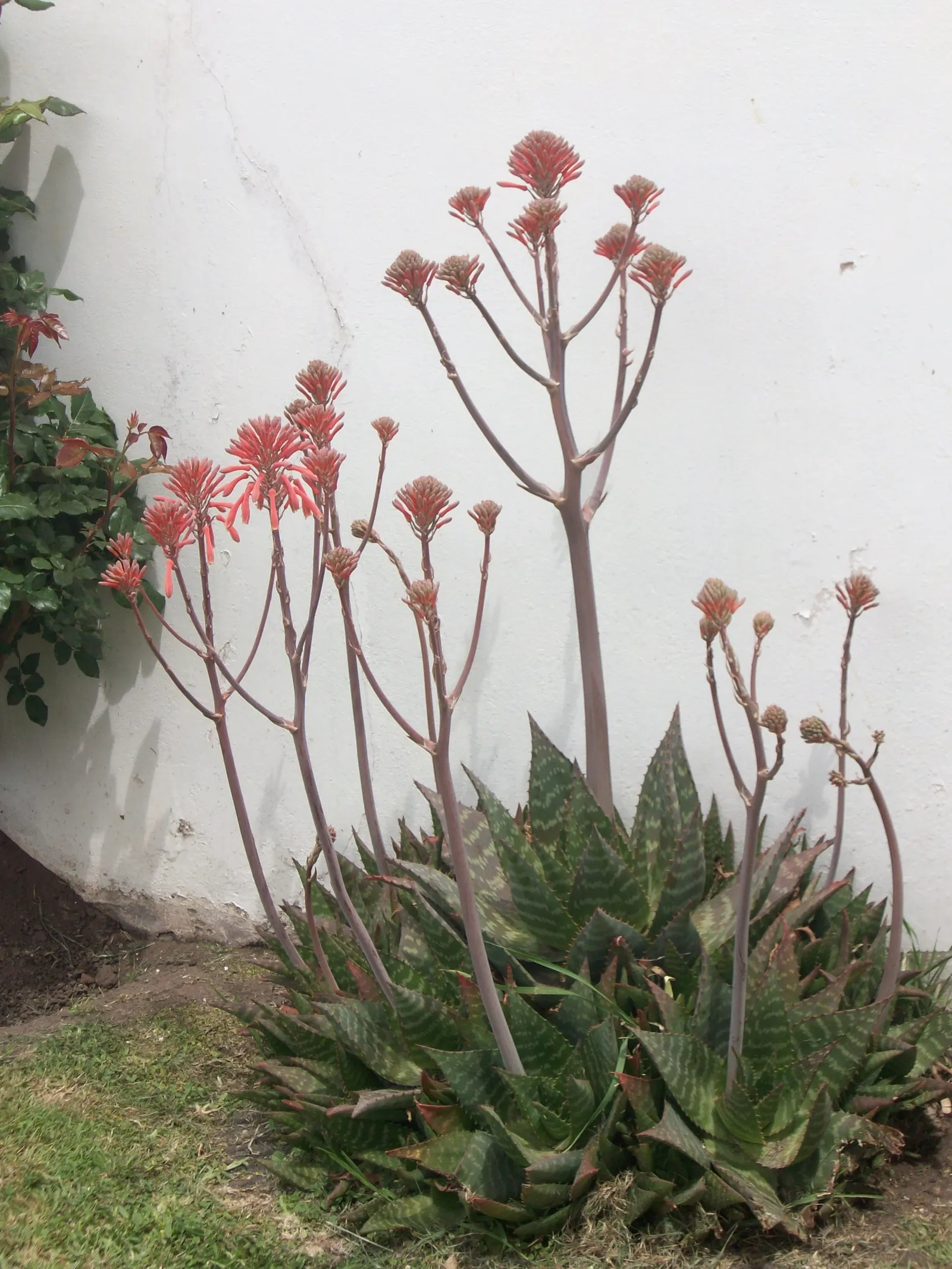 Soap Aloe, African Aloe (Aloe 'Grassy Lassie') — often referred to as Soap Aloe or African Aloe; originates from the arid regions of southern Africa
