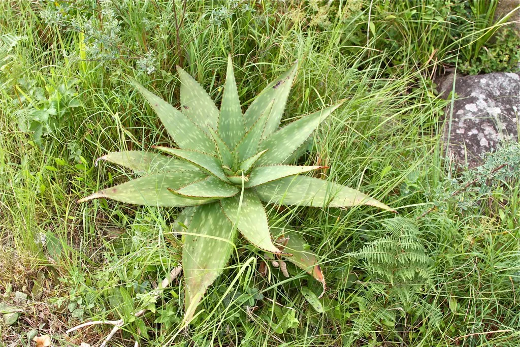 Soap Aloe, African Aloe (Aloe 'Grassy Lassie') — is a clump-forming perennial with narrow