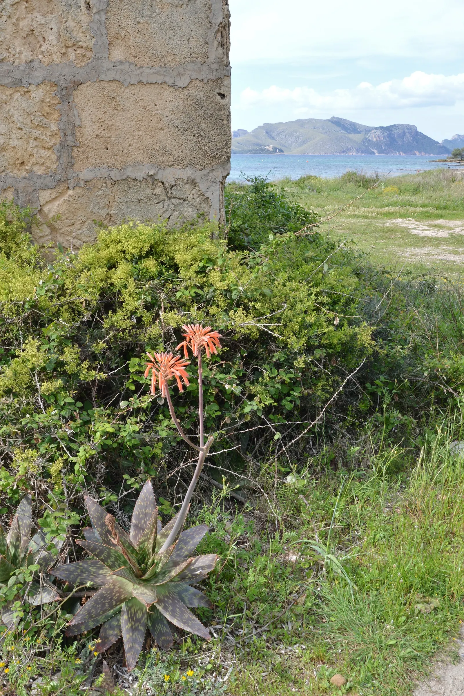 Soap Aloe, African Aloe (Aloe 'Grassy Lassie') — and Mediterranean-style landscapes; making it an essential element of any sustainable and visually captivating