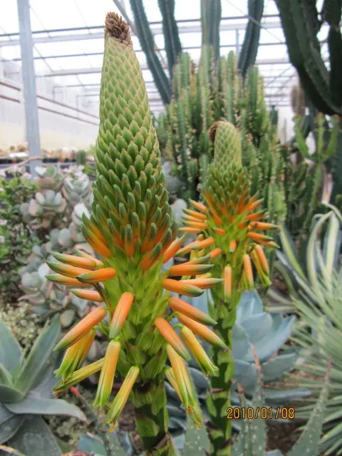 Soap Aloe, African Aloe (Aloe 'Grassy Lassie') — green to blue-green foliage may exhibit hints of red or orange when stressed