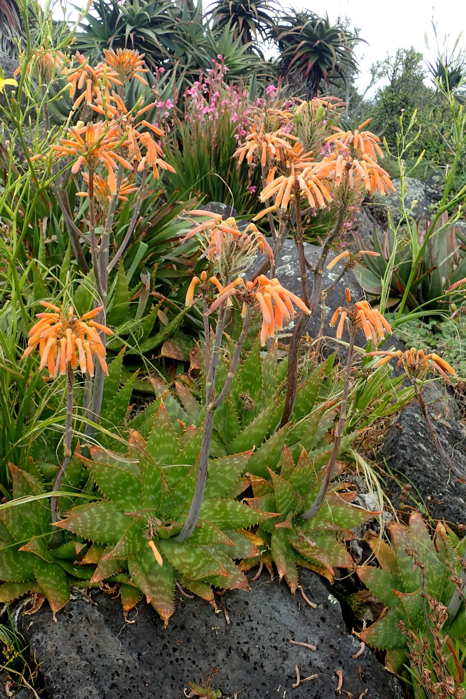 Soap Aloe, African Aloe (Aloe 'Grassy Lassie') — adept at thriving in various challenging conditions.<br><br>Sporting a lush rosette of narrow, image 68
