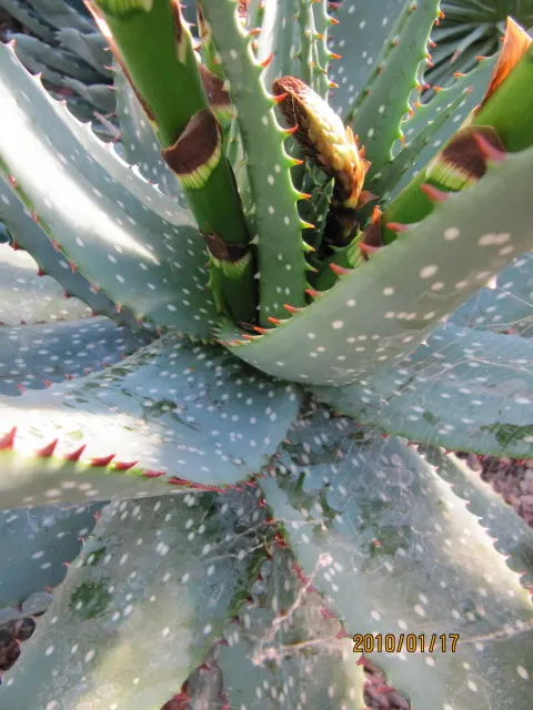 Soap Aloe, African Aloe (Aloe 'Grassy Lassie') — often referred to as Soap Aloe or African Aloe