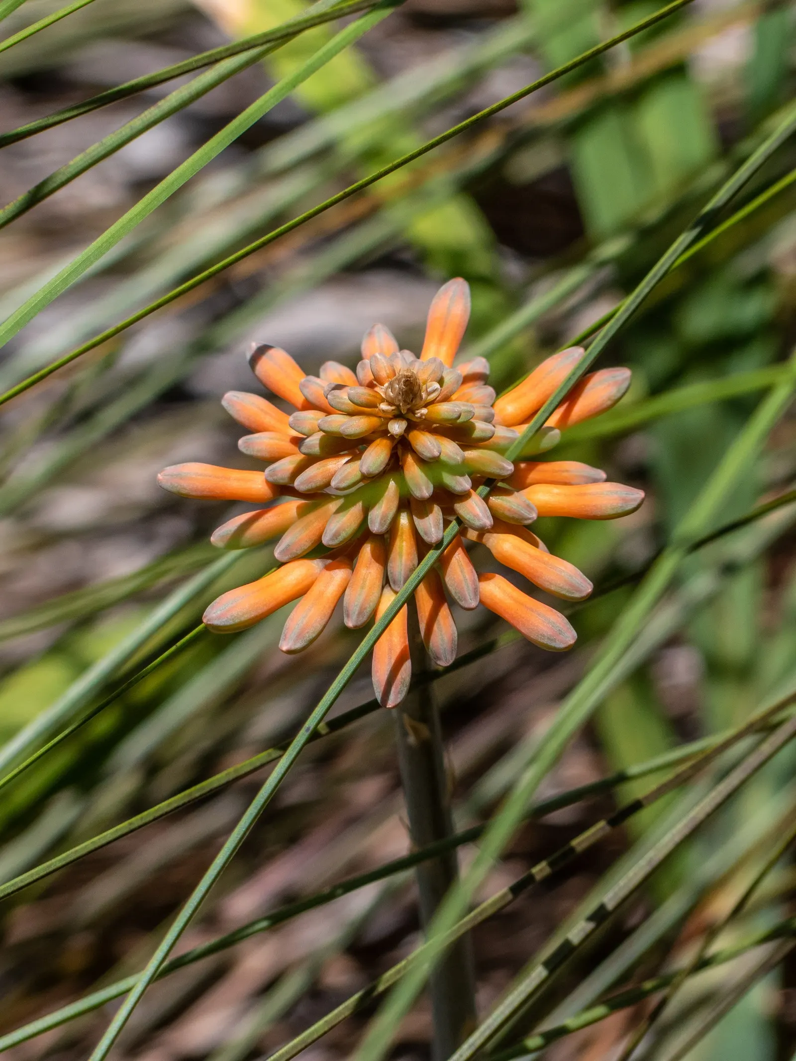 Soap Aloe, African Aloe (Aloe 'Grassy Lassie') — When educating clients about this plant; this drought-tolerant succulent showcases tubular, yellow-orange