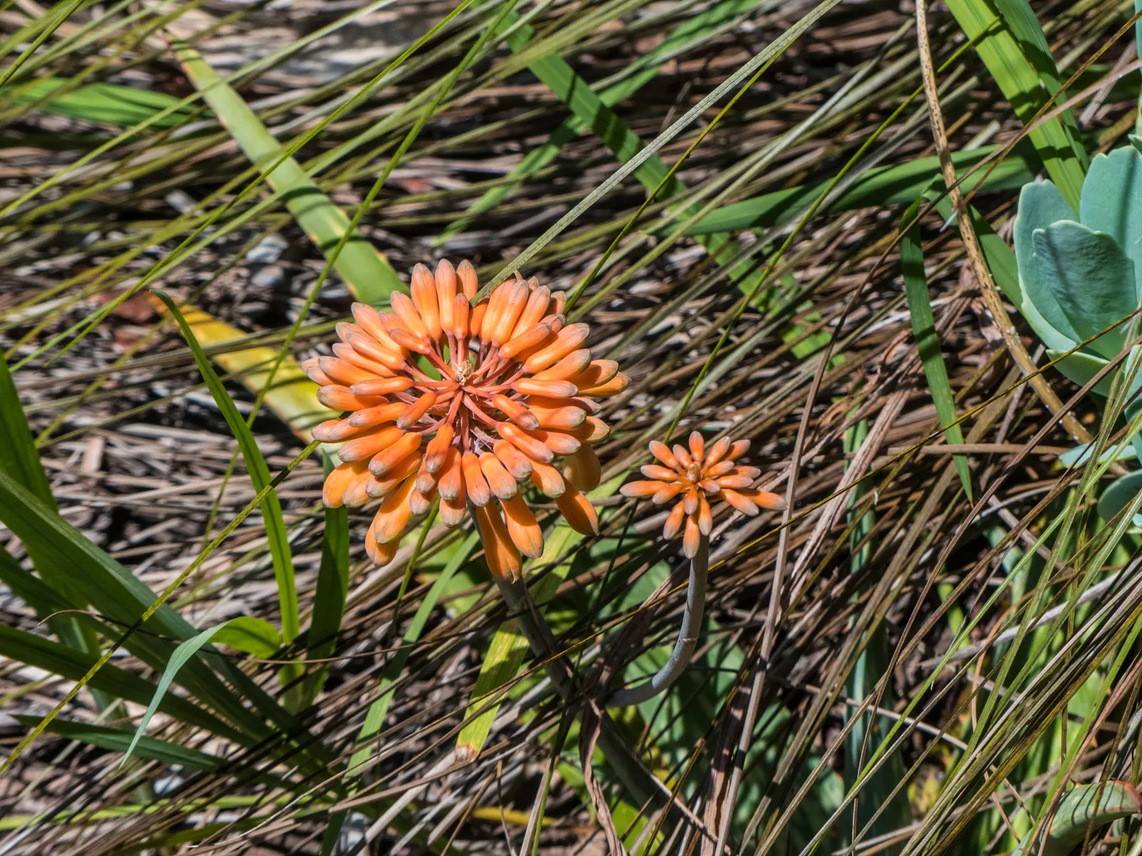 Soap Aloe, African Aloe (Aloe 'Grassy Lassie') — it requires well-draining soil and minimal watering once established