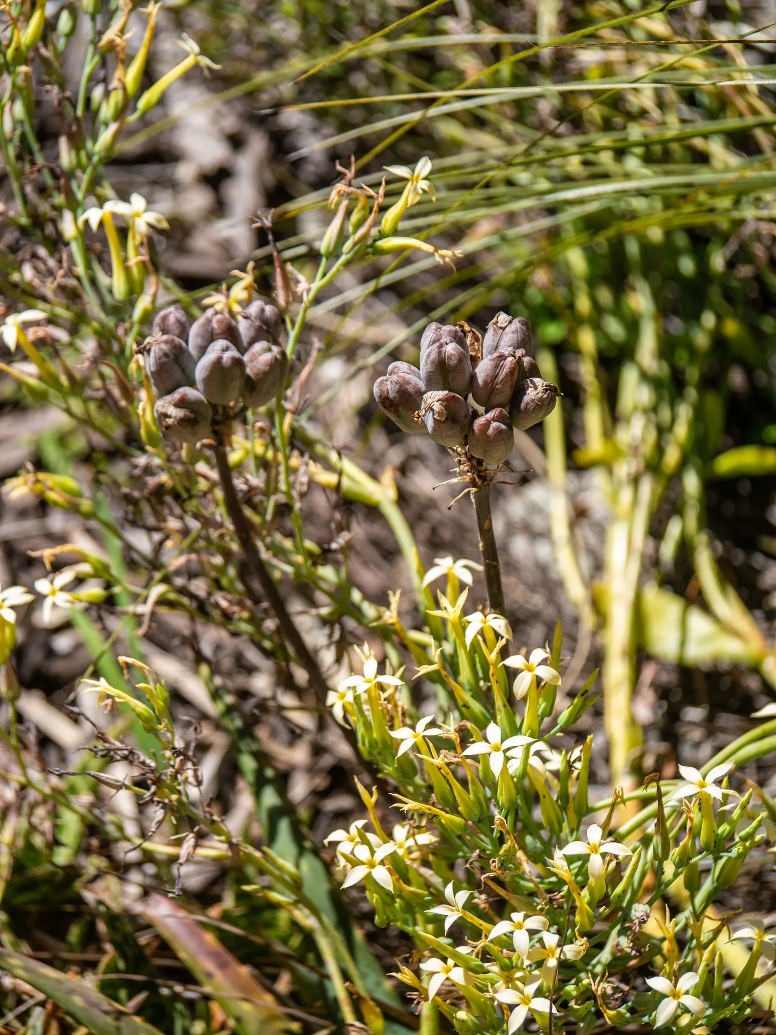 Soap Aloe, African Aloe (Aloe 'Grassy Lassie') — highlight its ease of care; originates from the arid regions of southern Africa