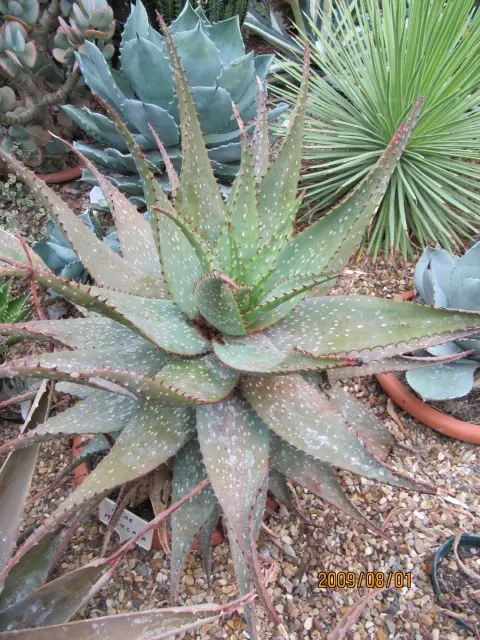 Soap Aloe, African Aloe (Aloe 'Grassy Lassie') — When educating clients about this plant