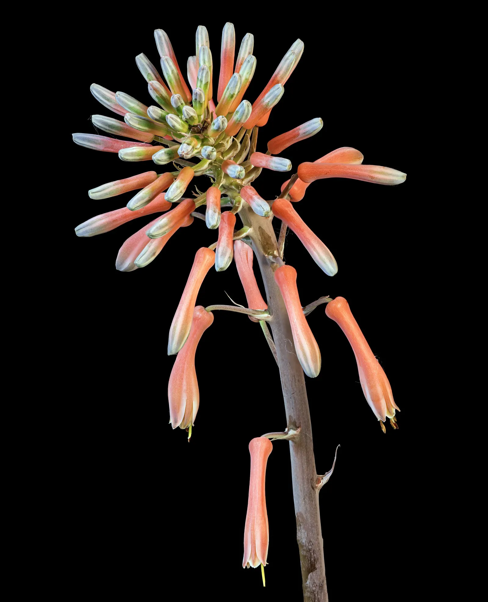 Soap Aloe, African Aloe (Aloe 'Grassy Lassie') — This drought-tolerant succulent showcases tubular, yellow-orange flowers in summer, attracting, image 32