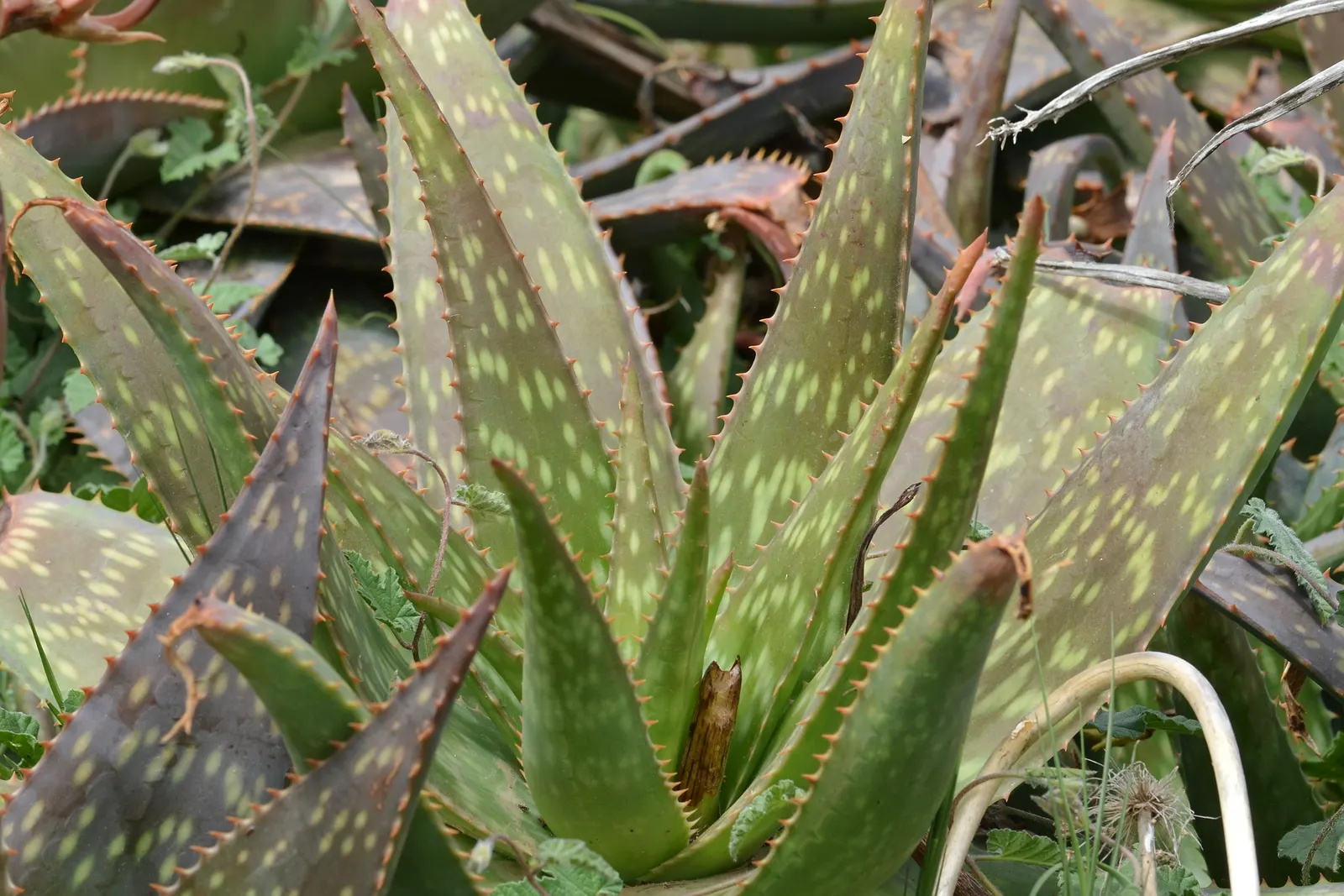 Soap Aloe, African Aloe (Aloe 'Grassy Lassie') — grass-like foliage reaching 18 to 24 inches tall; originates from the arid regions of southern, image 58