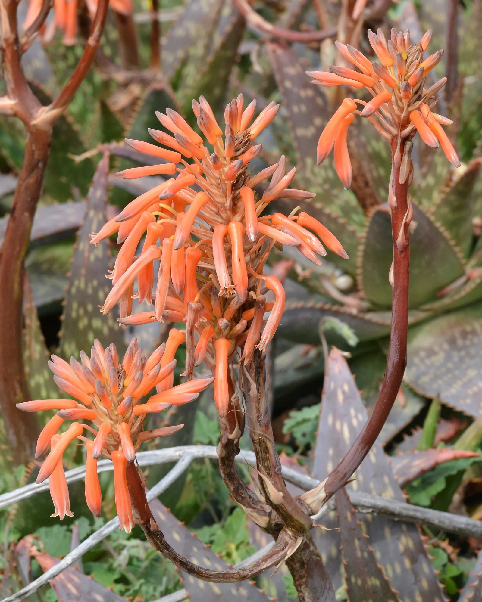 Soap Aloe, African Aloe (Aloe 'Grassy Lassie') — the 'Grassy Lassie' reaches a modest height and spread of approximately 18 to 24 inches; this, image 69