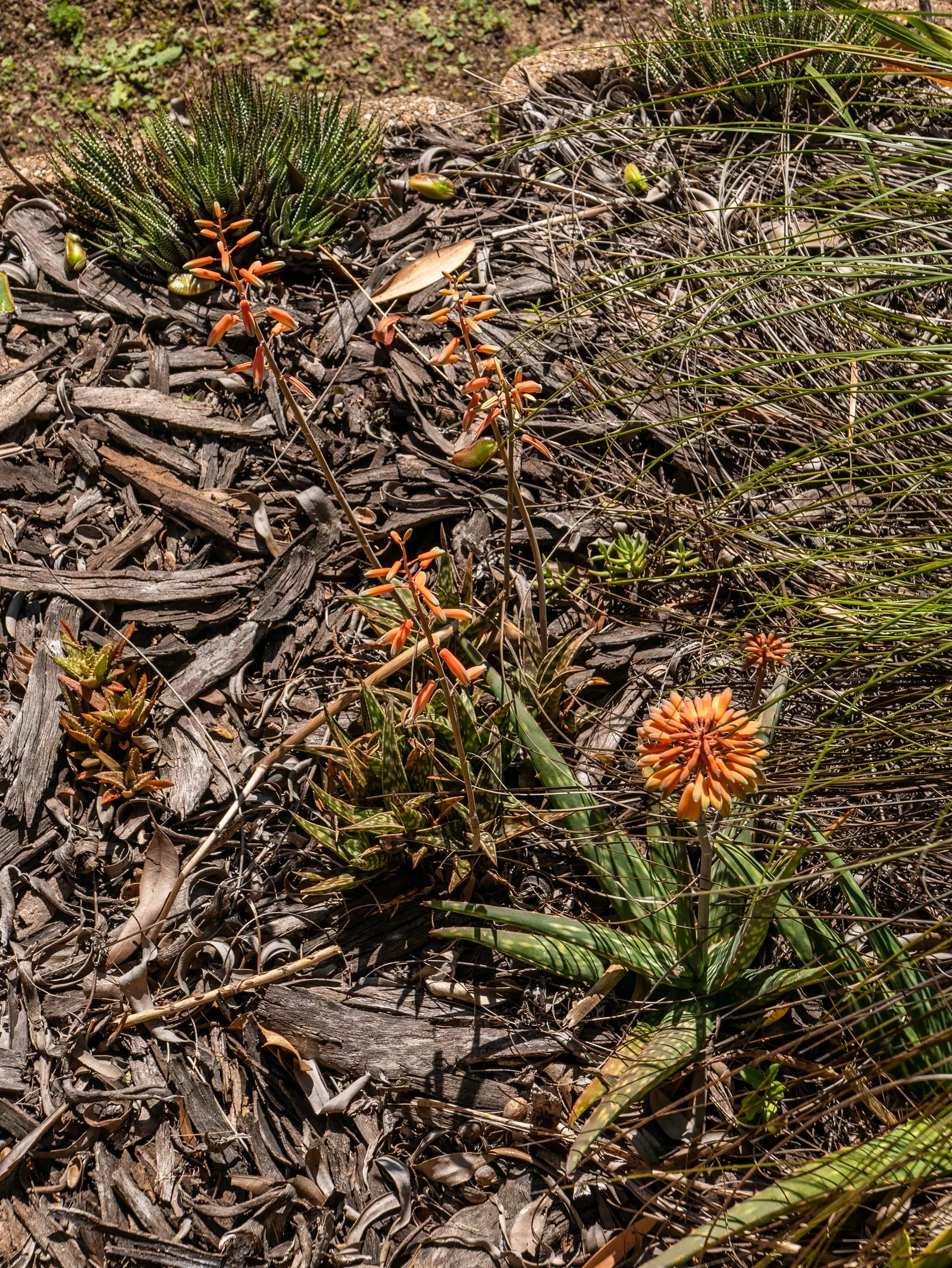 Soap Aloe, African Aloe (Aloe 'Grassy Lassie') — widely prized in landscape designs for its low maintenance needs and striking aesthetic