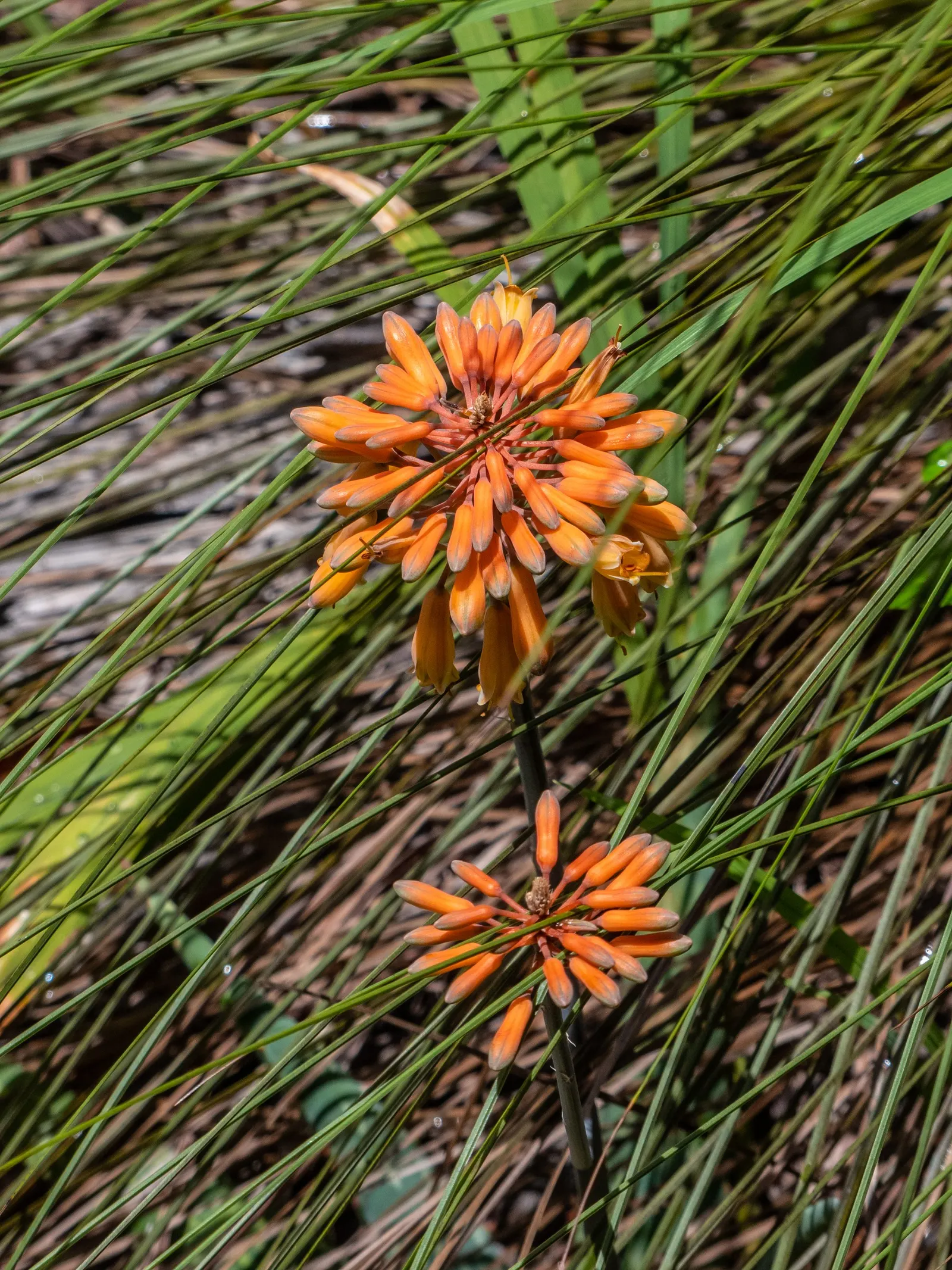 Soap Aloe, African Aloe (Aloe 'Grassy Lassie') — It thrives in USDA zones 9-11, preferring full sun to partial shade; this durable perennial demands, image 59