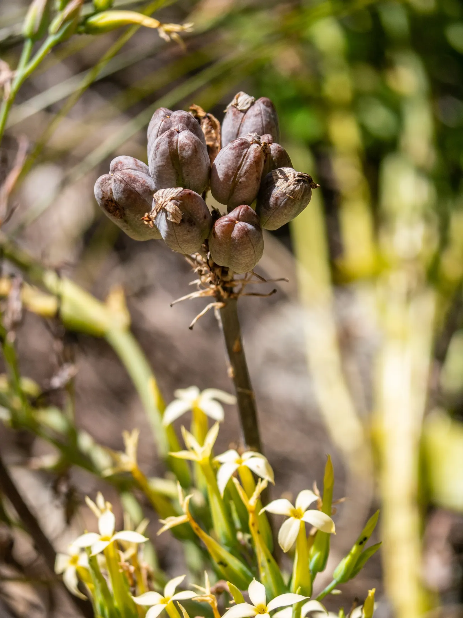 Soap Aloe, African Aloe (Aloe 'Grassy Lassie') — The Aloe 'Grassy Lassie,' scientifically recognized as Aloe maculata; originates from the arid, image 62