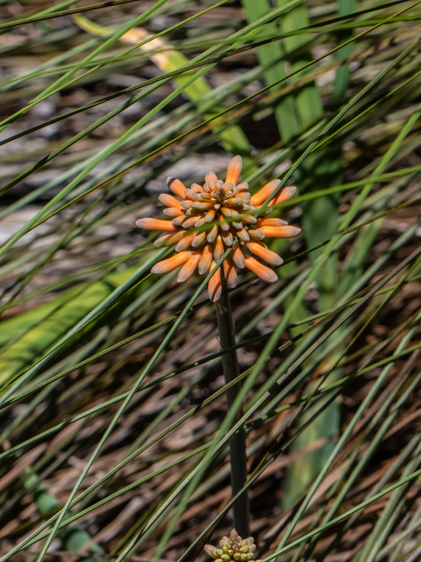 Soap Aloe, African Aloe (Aloe 'Grassy Lassie') — and its seasonal flowering that attracts pollinators; making it an essential element of any sustainable and