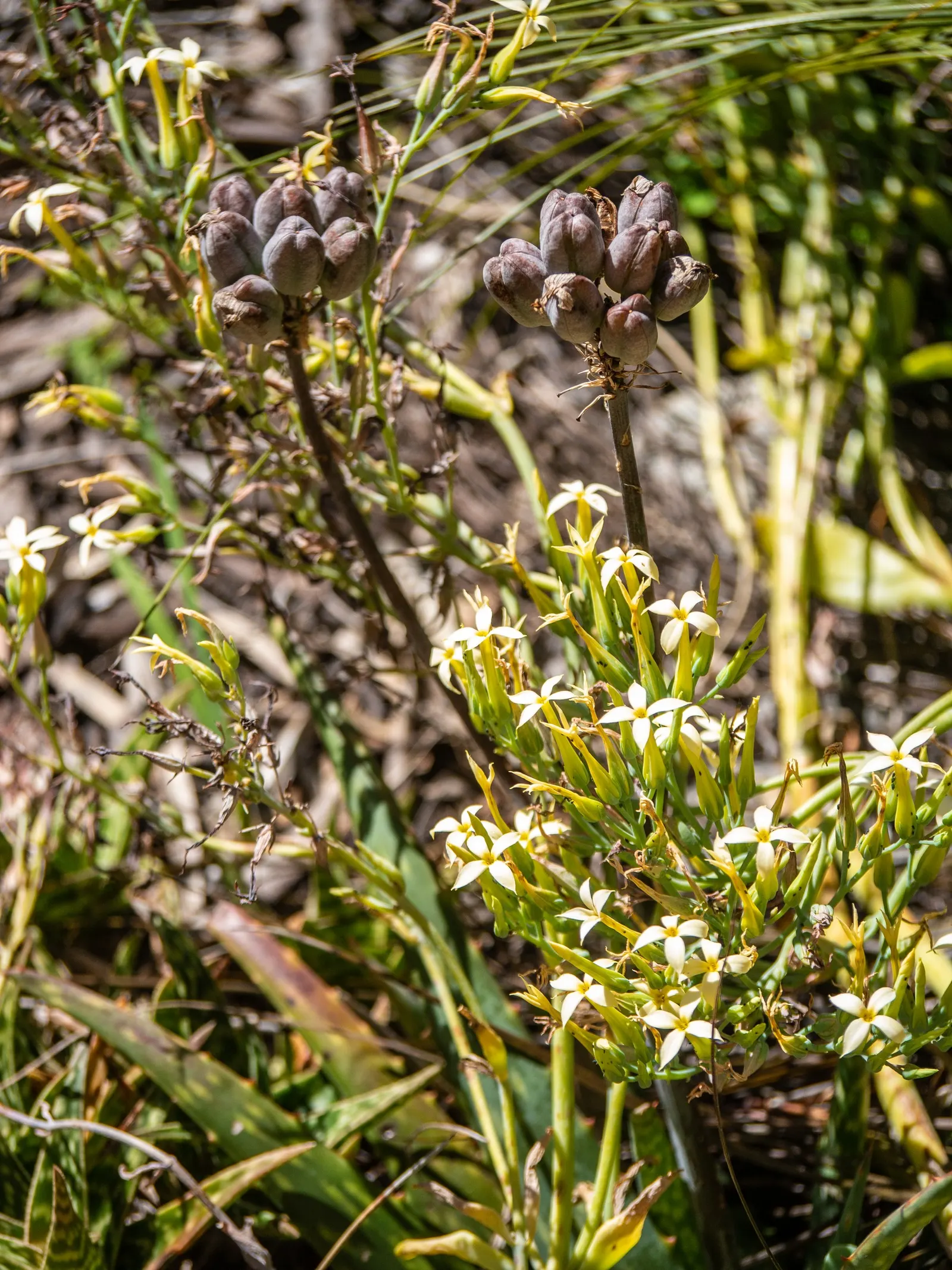 Soap Aloe, African Aloe (Aloe 'Grassy Lassie') — tolerance for dry conditions