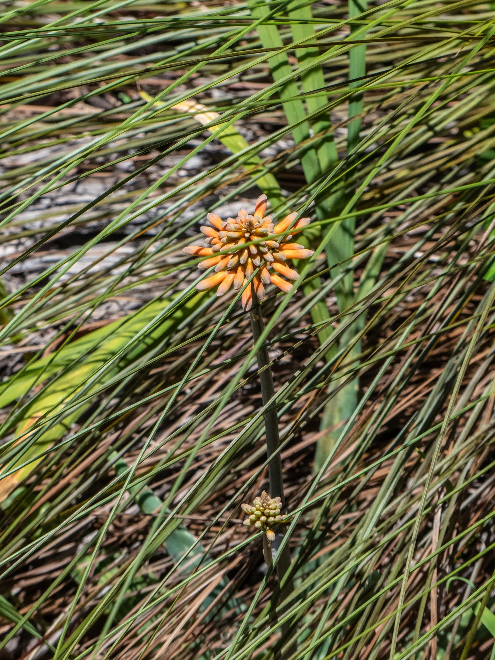 Soap Aloe, African Aloe (Aloe 'Grassy Lassie') — hailing from the diverse genus Aloe; this drought-tolerant succulent showcases tubular, yellow-orange flowers