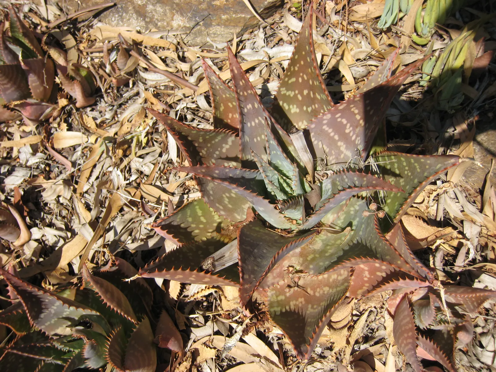 Soap Aloe, African Aloe (Aloe 'Grassy Lassie') — succulent for full or half; making it an essential element of any sustainable and visually captivating garden