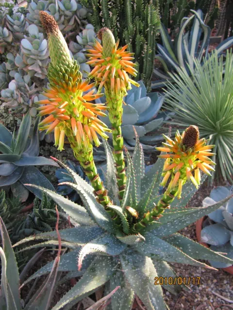 Soap Aloe, African Aloe (Aloe 'Grassy Lassie') — adding a dynamic burst of color to garden settings