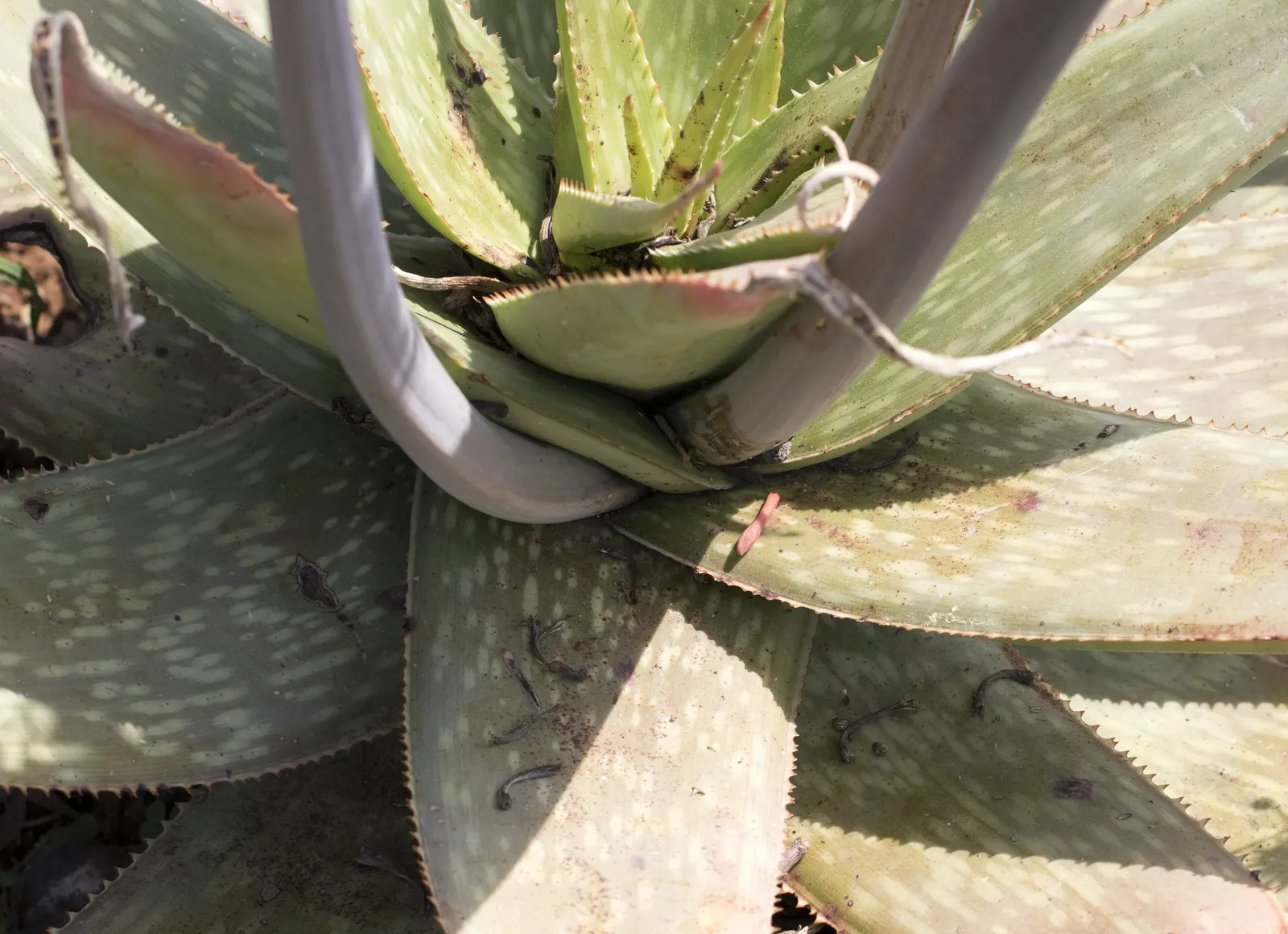 Soap Aloe, African Aloe (Aloe 'Grassy Lassie') — this durable perennial demands well-draining soil and thrives in full sunlight to partial shade, image 46