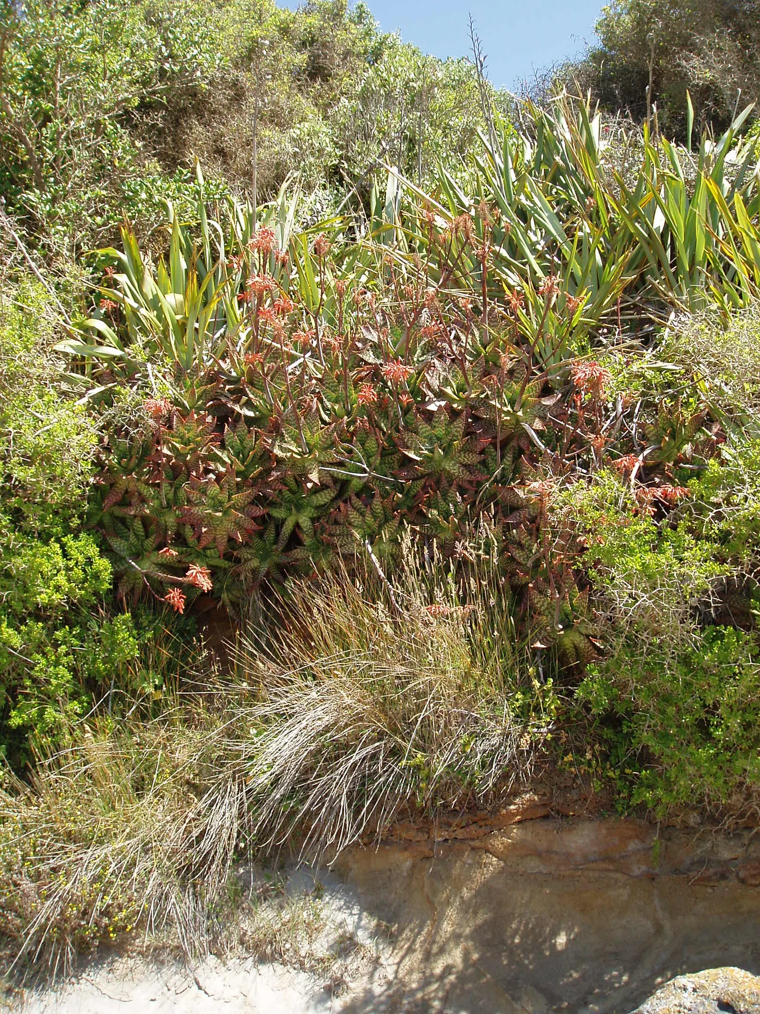 Soap Aloe, African Aloe (Aloe 'Grassy Lassie') — it requires well-draining soil and minimal watering once established; this drought-tolerant, image 61