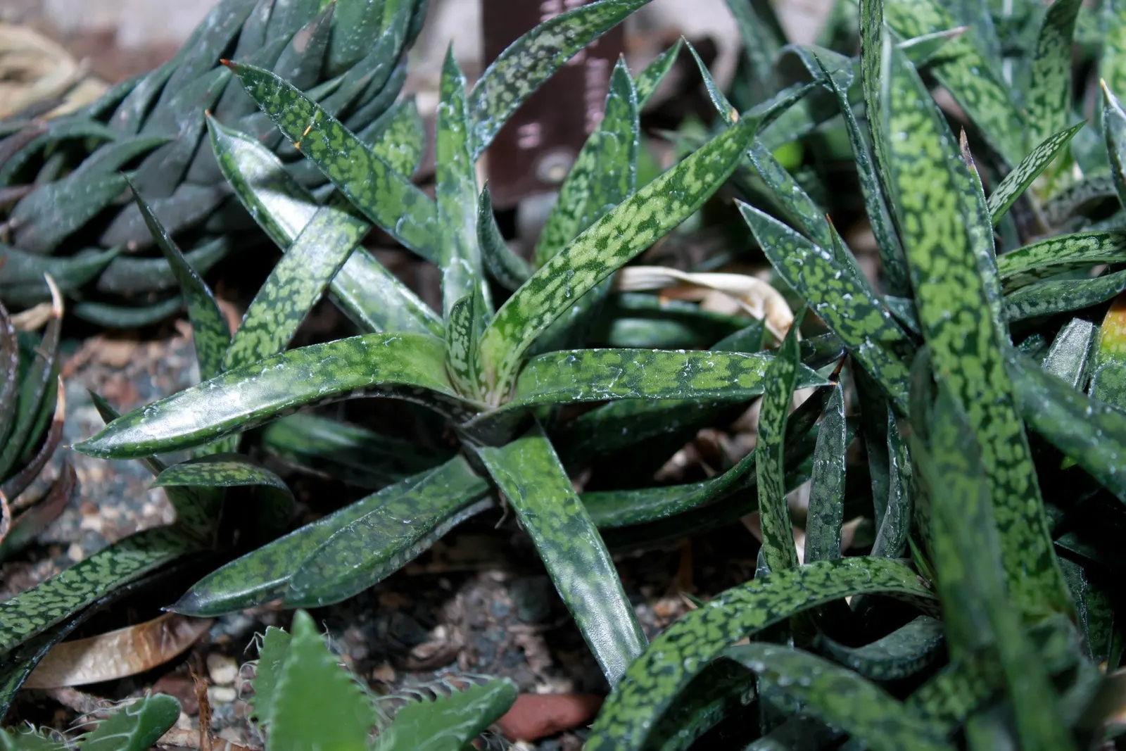 Soap Aloe, African Aloe (Aloe 'Grassy Lassie') — and Mediterranean-style landscapes