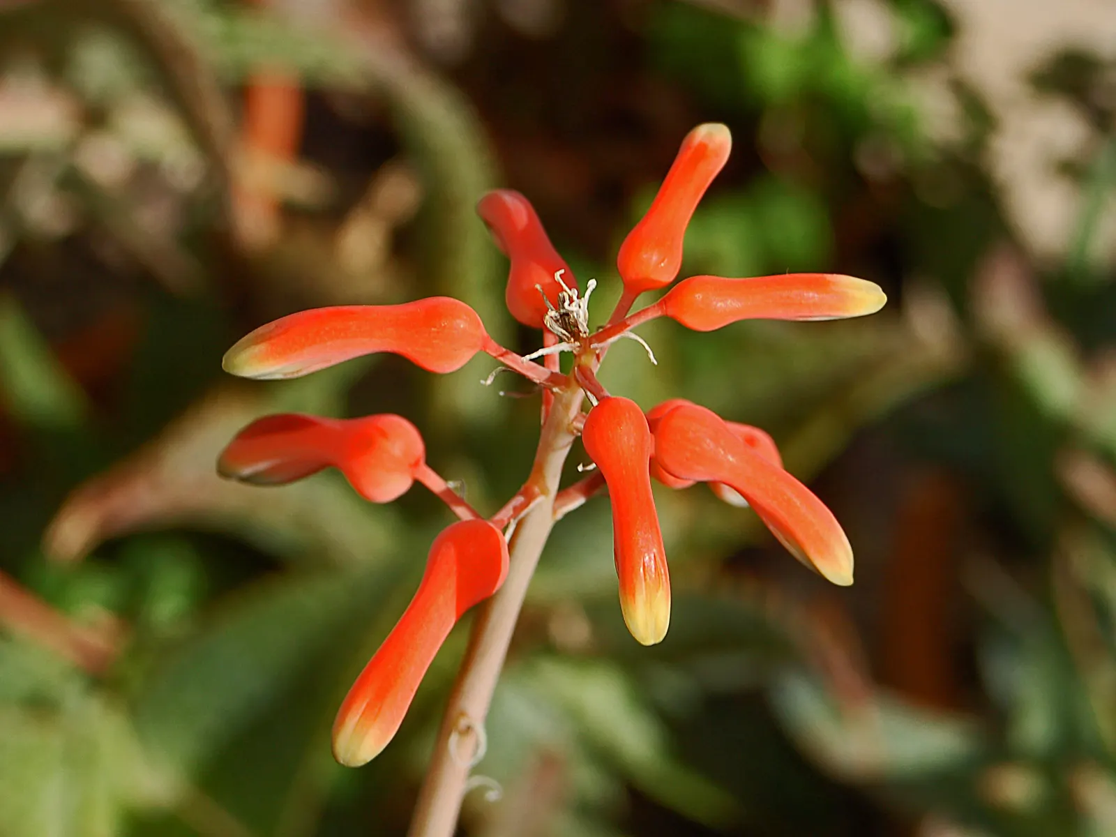 Soap Aloe, African Aloe (Aloe 'Grassy Lassie') — slender stems that soar up to 2 feet above its foliage.<br><br>Well-suited for USDA hardiness, image 45