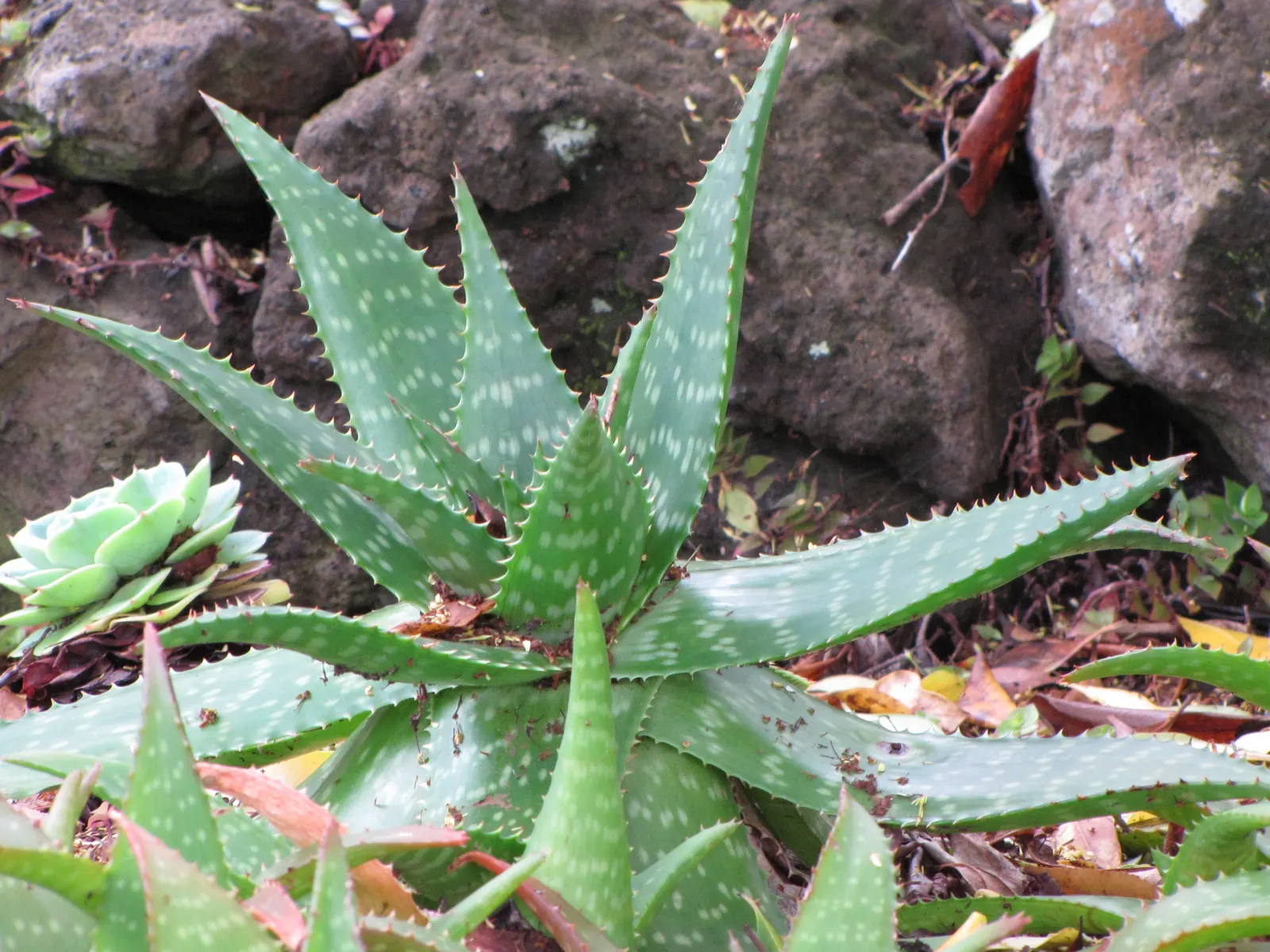 Soap Aloe, African Aloe (Aloe 'Grassy Lassie') — hailing from the diverse genus Aloe