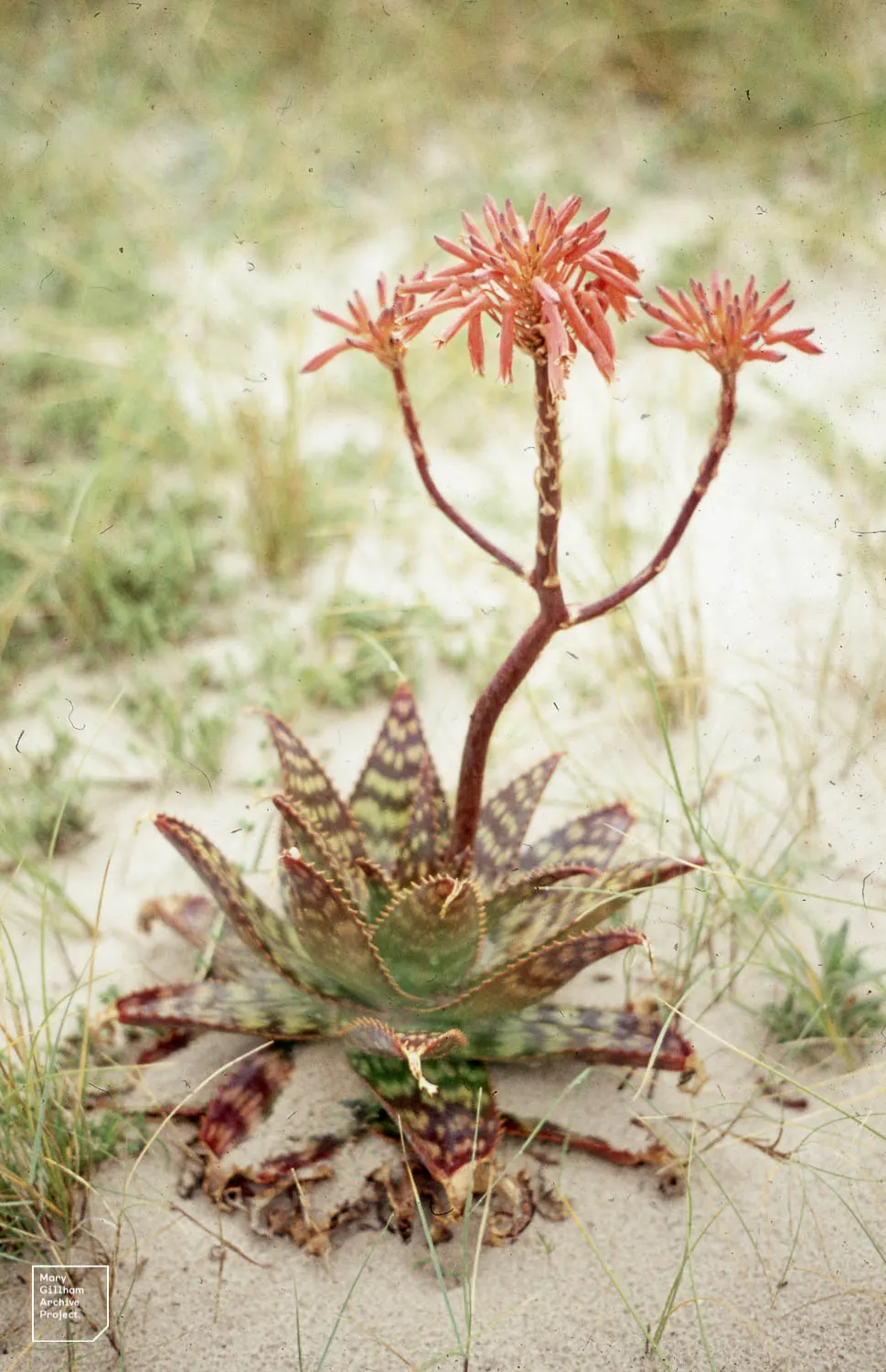 Soap Aloe, African Aloe (Aloe 'Grassy Lassie') — this durable perennial demands well-draining soil and thrives in full sunlight to partial shade exposures