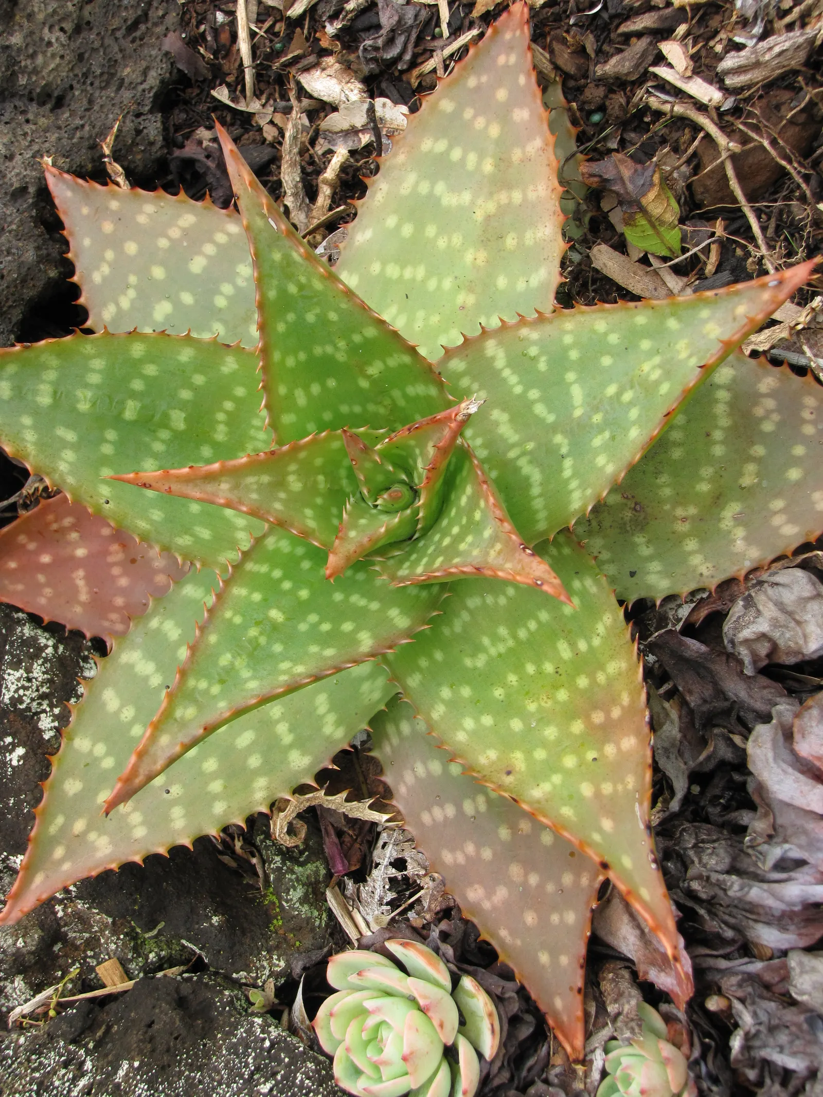 Soap Aloe, African Aloe (Aloe 'Grassy Lassie') — adept at thriving in various challenging conditions.<br><br>Sporting a lush rosette of narrow
