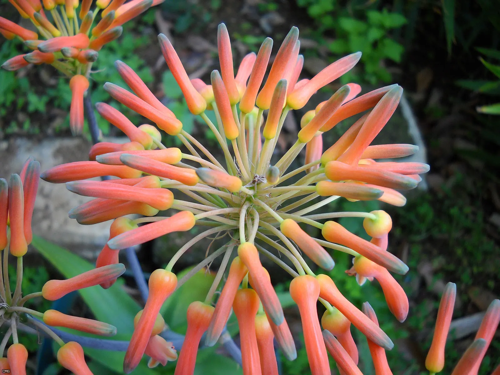 Soap Aloe, African Aloe (Aloe 'Grassy Lassie') — green to blue-green foliage may exhibit hints of red or orange when stressed; originates from the, image 70