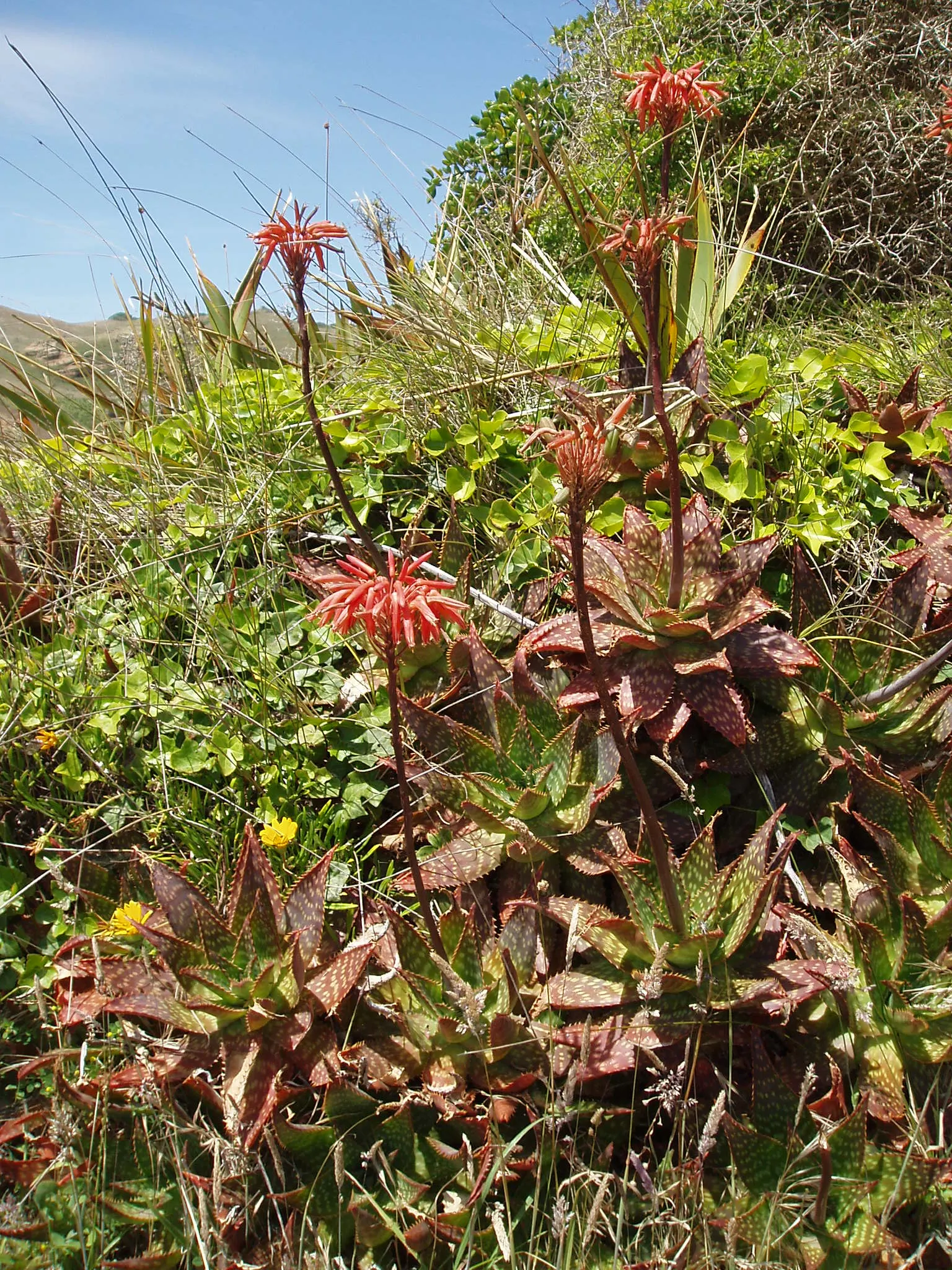 Soap Aloe, African Aloe (Aloe 'Grassy Lassie') — is a clump-forming perennial with narrow; this drought-tolerant succulent showcases tubular, image 57