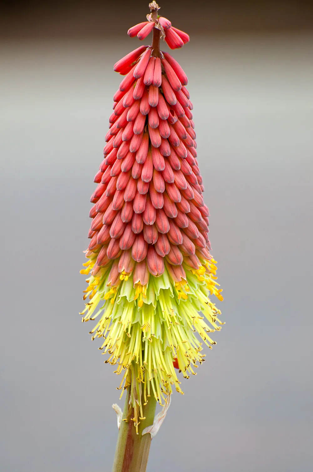 Soap Aloe, African Aloe (Aloe 'Grassy Lassie') — succulent with orange blooms