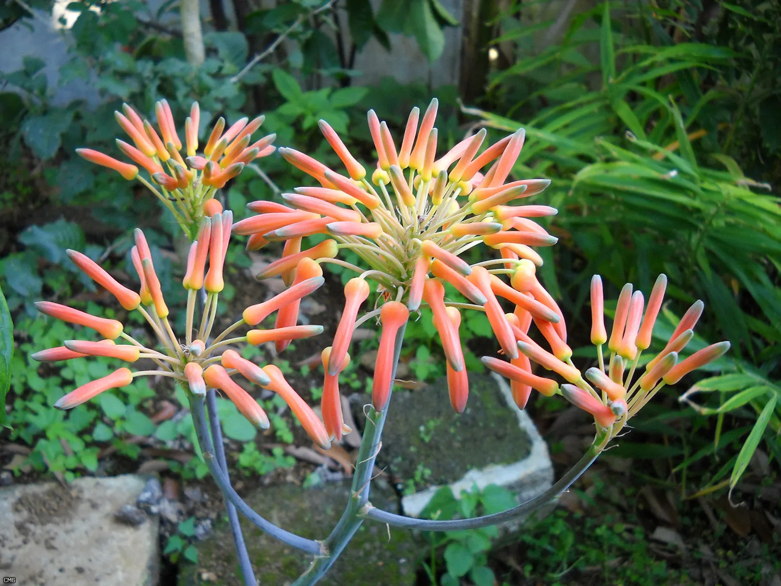 Soap Aloe, African Aloe (Aloe 'Grassy Lassie') — widely prized in landscape designs for its low maintenance needs and striking aesthetic; making it, image 64