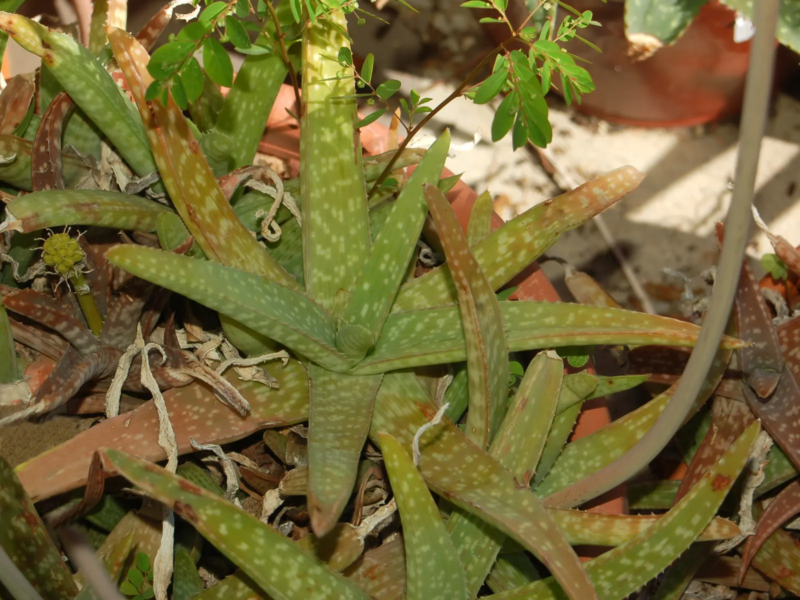Soap Aloe, African Aloe (Aloe 'Grassy Lassie') — orange flowers in the garden; originates from the arid regions of southern Africa