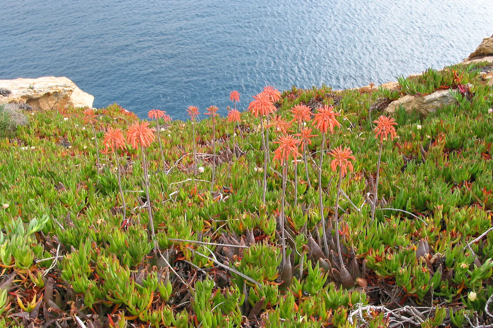 Soap Aloe, African Aloe (Aloe 'Grassy Lassie') — adept at thriving in various challenging conditions.<br><br>Sporting a lush rosette of narrow; making it an
