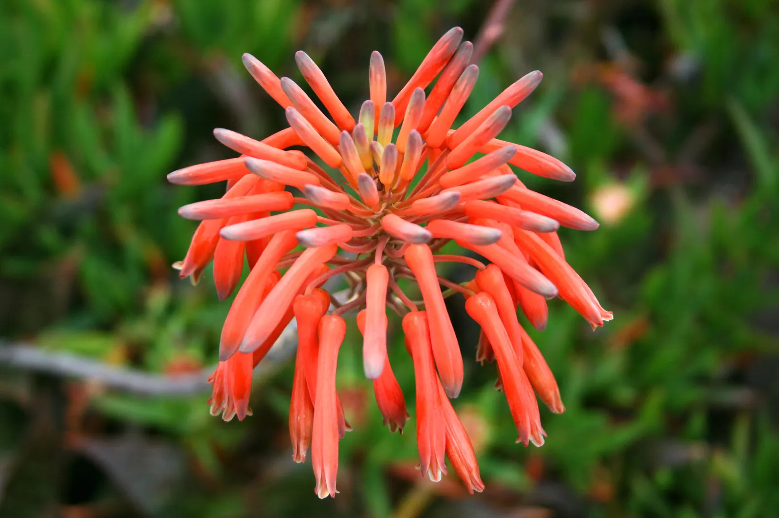 Soap Aloe, African Aloe (Aloe 'Grassy Lassie') — originates from the arid regions of southern Africa; this durable perennial demands well-draining soil and