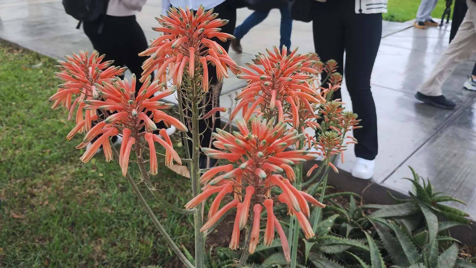 Soap Aloe, African Aloe (Aloe 'Grassy Lassie') — The Aloe 'Grassy Lassie,' scientifically recognized as Aloe maculata