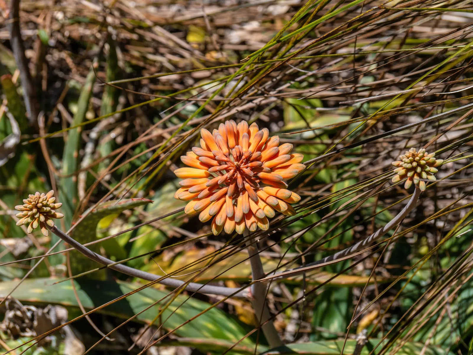 Soap Aloe, African Aloe (Aloe 'Grassy Lassie') — orange-red flowers on tall; making it an essential element of any sustainable and visually captivating garden