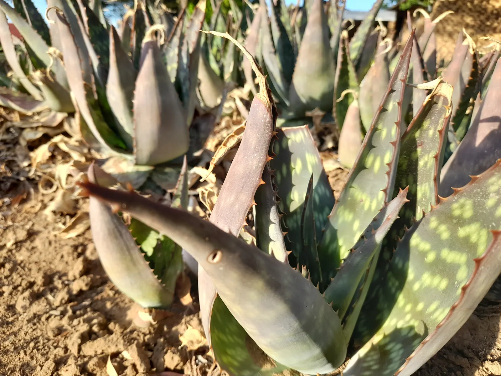 Soap Aloe, African Aloe (Aloe 'Grassy Lassie') — The Aloe 'Grassy Lassie,' scientifically recognized as Aloe maculata; originates from the arid regions of