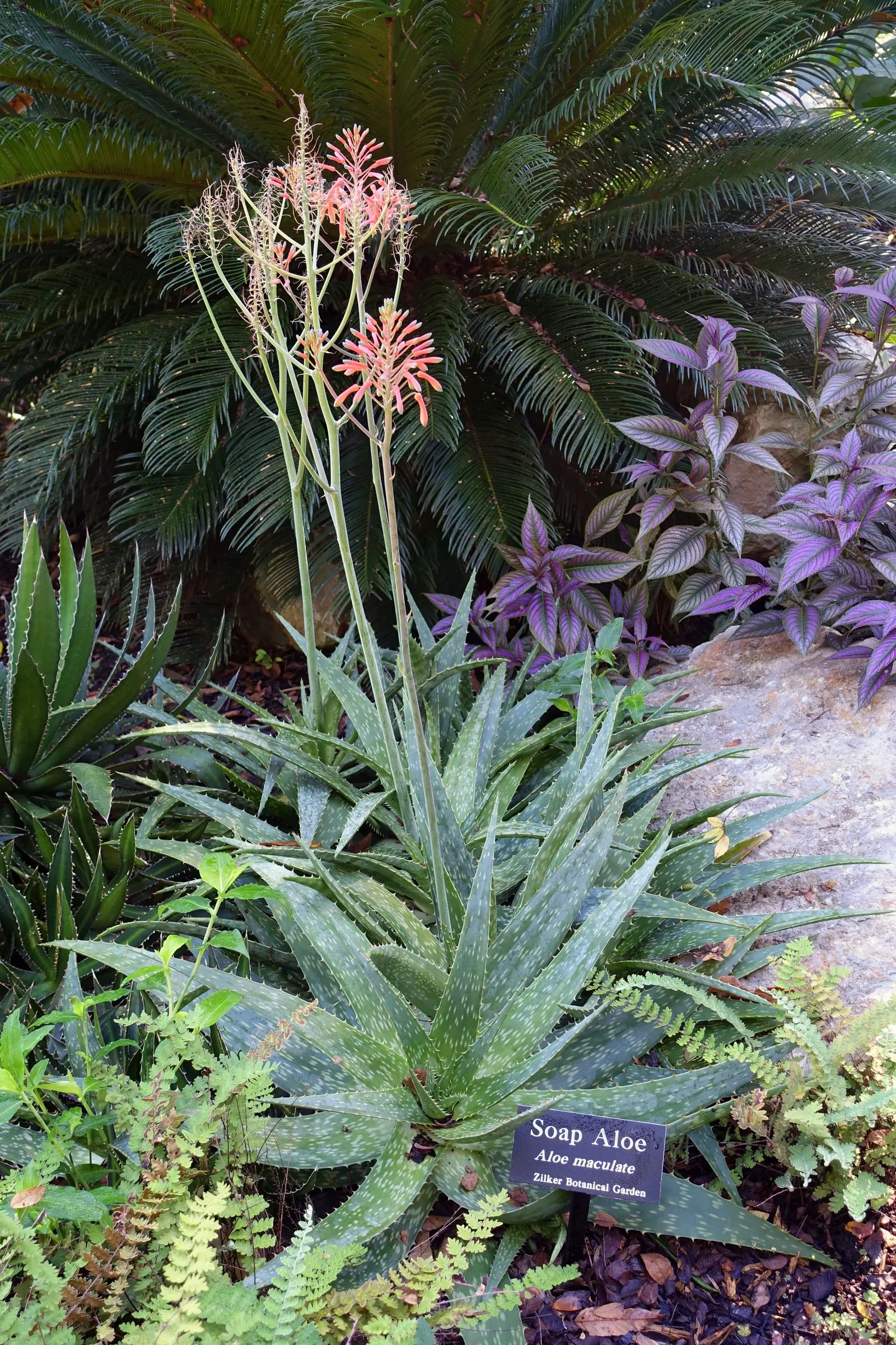Soap Aloe, African Aloe (Aloe 'Grassy Lassie') — it requires well-draining soil and minimal watering once established; this drought-tolerant succulent