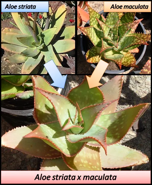 Soap Aloe, African Aloe (Aloe 'Grassy Lassie') — slender stems that soar up to 2 feet above its foliage.<br><br>Well-suited for USDA hardiness zones 8 to 10