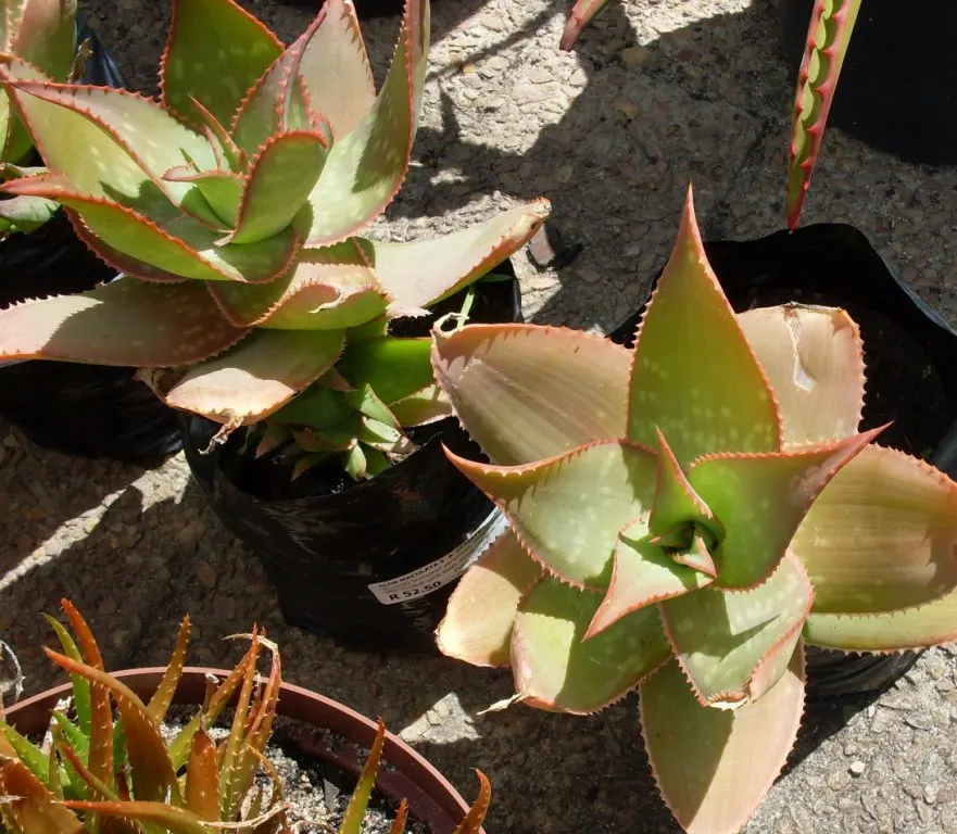 Soap Aloe, African Aloe (Aloe 'Grassy Lassie') — is a resilient and attractive succulent; this durable perennial demands well-draining soil and, image 63