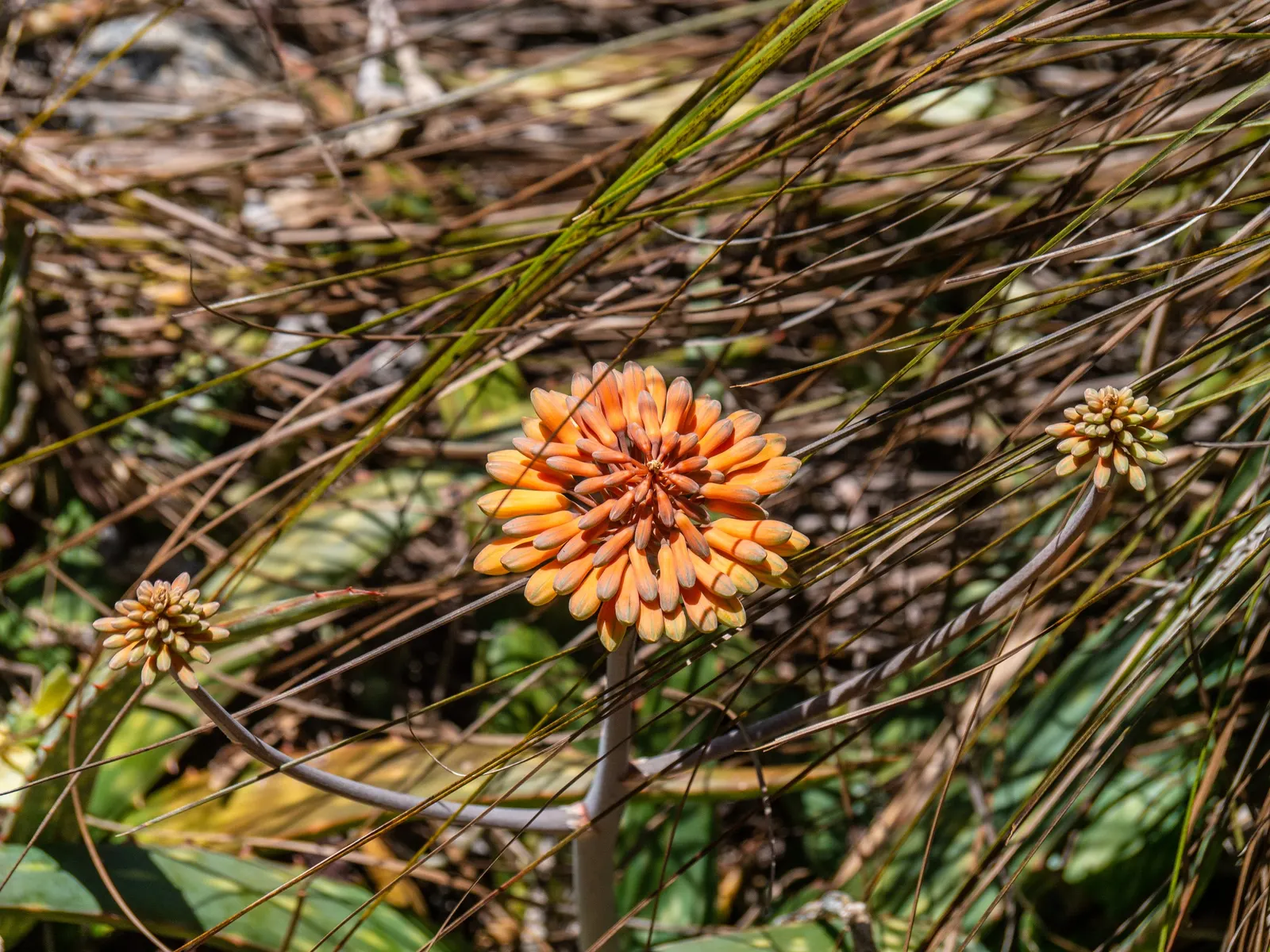 Soap Aloe, African Aloe (Aloe 'Grassy Lassie') — is a resilient and attractive succulent; this durable perennial demands well-draining soil and thrives in full