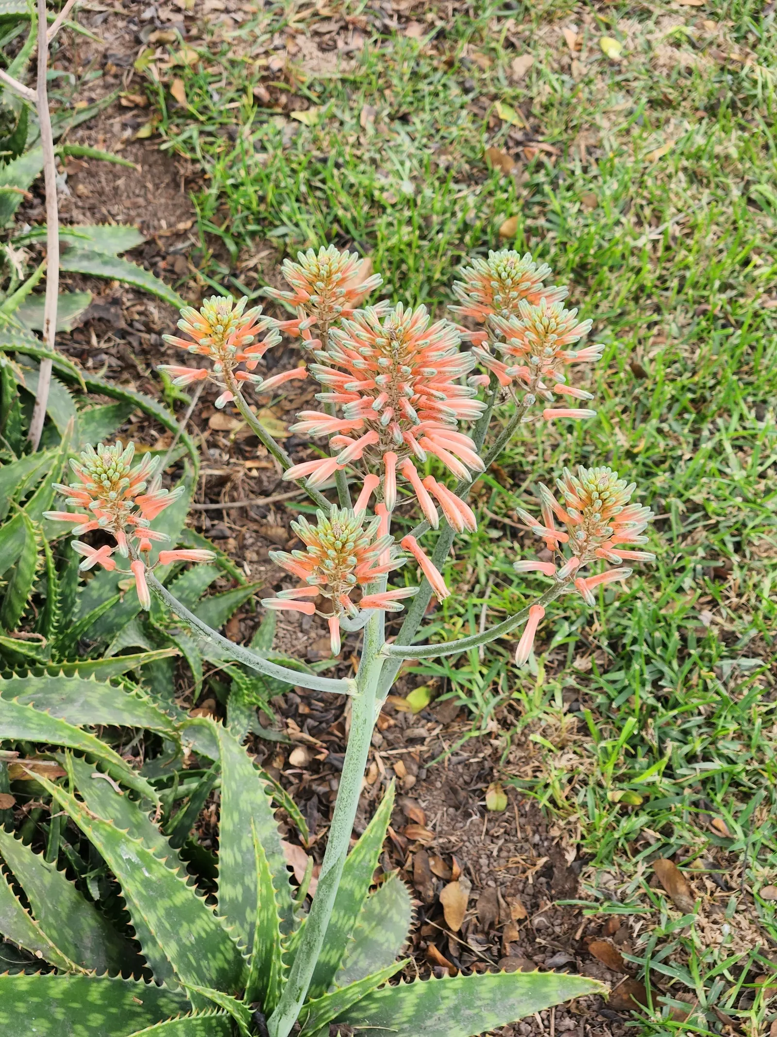 Soap Aloe, African Aloe (Aloe 'Grassy Lassie') — Its drought-tolerant nature provides ample opportunity for water-wise gardens