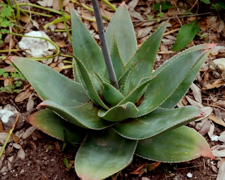 Soap Aloe, African Aloe (Aloe 'Grassy Lassie') — tolerance for dry conditions; this durable perennial demands well-draining soil and thrives in full sunlight